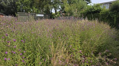 Statement regarding the proposed works at Castle Meadow